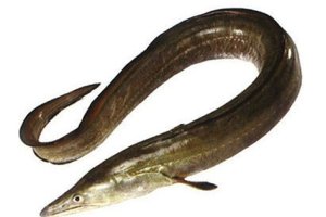 Baam/ Eel fish Cut- Whole
